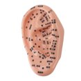 thumbnail image 1 of Ear Acupuncture Point Model, 17cm Educational Tool Ear Zone Model Clear Acupoint Markings  for Learning Reflexology, 1 of 7