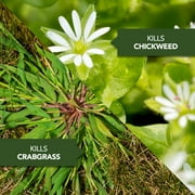 BioAdvanced All-in-One Lawn Weed & Crabgrass Killer, Concentrate, 40 fl oz