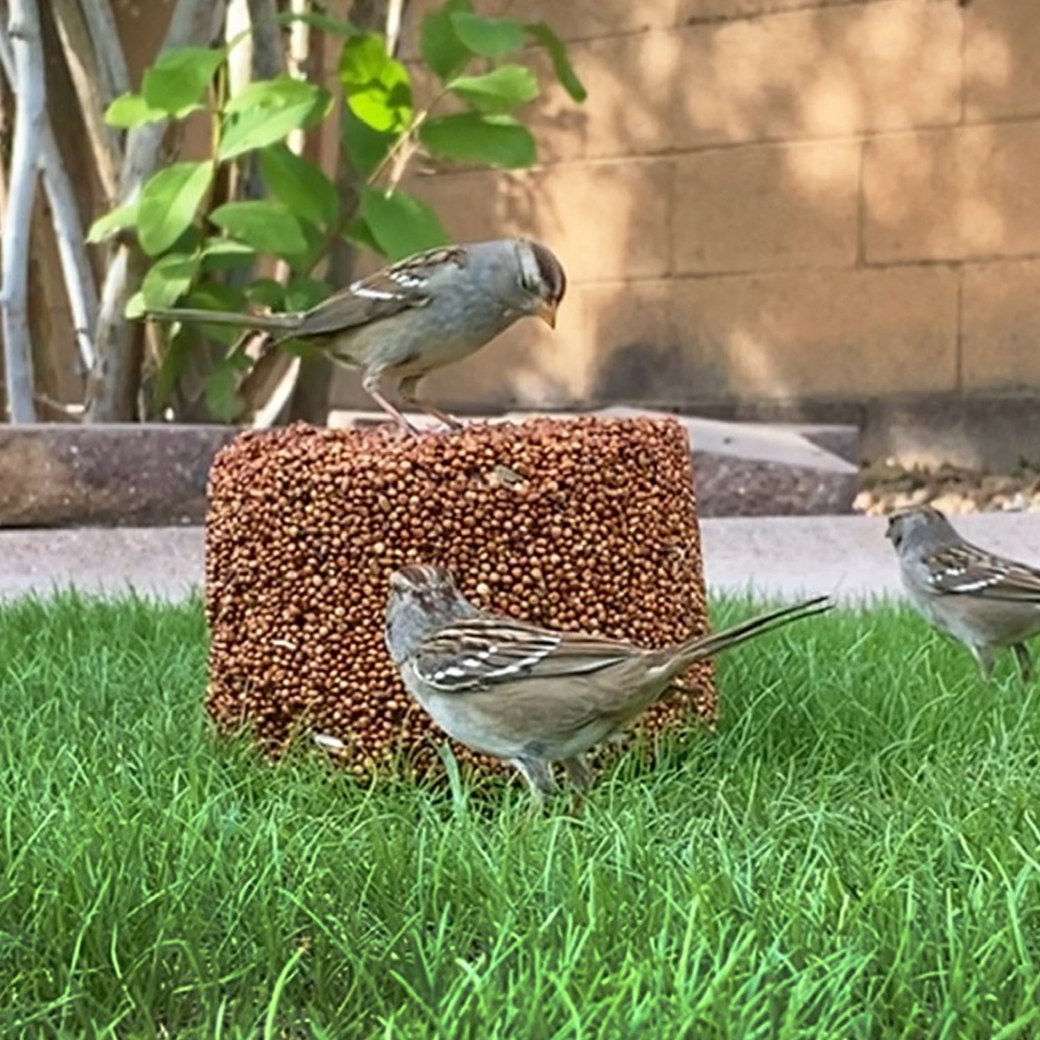 Paradise Mills Wild Bird Food Block, 15 lb, New, Formulated for All Birds