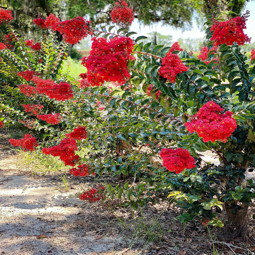 Southern Living 3-4 ft tall Miss Frances Crape Myrtle Live Tree in 7-Gallon Grower Pot