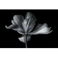 thumbnail image 2 of Myles, Penny 24x17 Gold Ornate Wood Framed with Double Matting Museum Art Print Titled - Tulipa Exotic Emperor, 2 of 4
