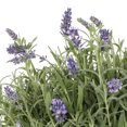thumbnail image 3 of Expert Gardener 1PT Purple Lavender Live Perennial Plant Sun 6 -Pack, 3 of 5