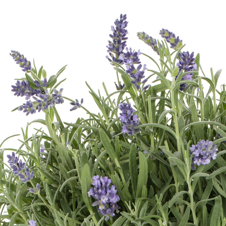 Expert Gardener 1PT Purple Lavender Live Perennial Plant Sun 6 -Pack -  Walmart.com