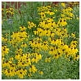 thumbnail image 4 of Everwilde Farms - 1 oz Yellow Coneflower Native Wildflower Seeds - Gold Vault Bulk Seed Packet, 4 of 4