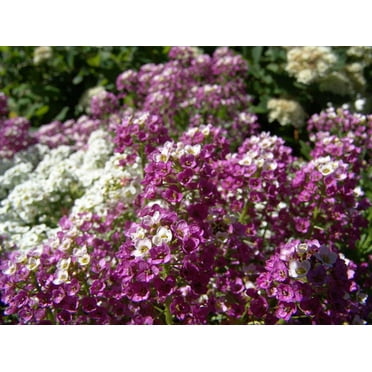 500 Sweet ALYSSUM ROYAL CARPET Lobularia Maritima Flower Seeds