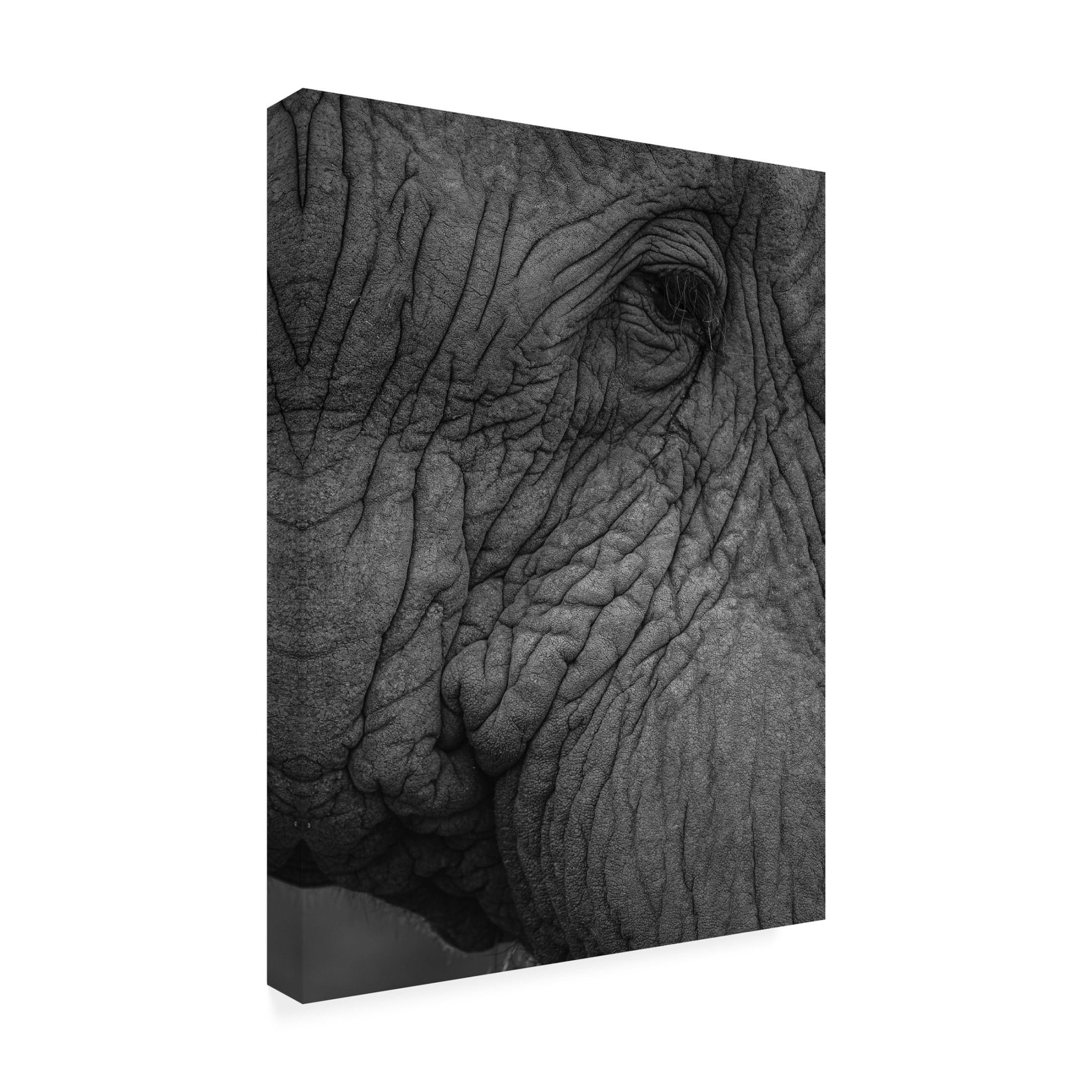 Trademark Fine Art Shot by Clint Olifant 01 Canvas Wall Art