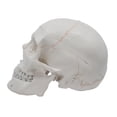 thumbnail image 2 of Numbered Human Adult Skull, 3 Part - Medical Quality Anatomical Model - 9" Height - Removable Skull Cap, Shows Most Major Foramen, Fossa, and Canals - Articulated Mandible - Eisco Labs, 2 of 6