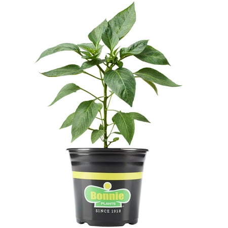 Bonnie Plants Yellow Bell Sweet Pepper 2.32 qt.