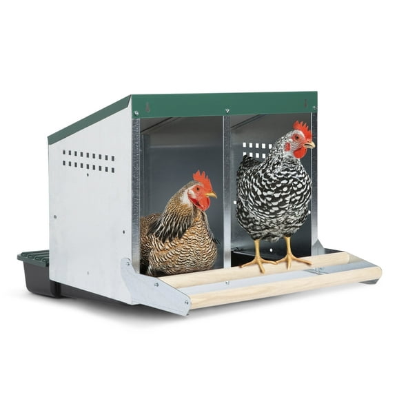 Homestead Essentials 2 Compartment Reverse Rollout/Rollaway Chicken Nesting Box with Integrated Wood Perches and Protective Egg Laying Collection Lids (10 Hens)