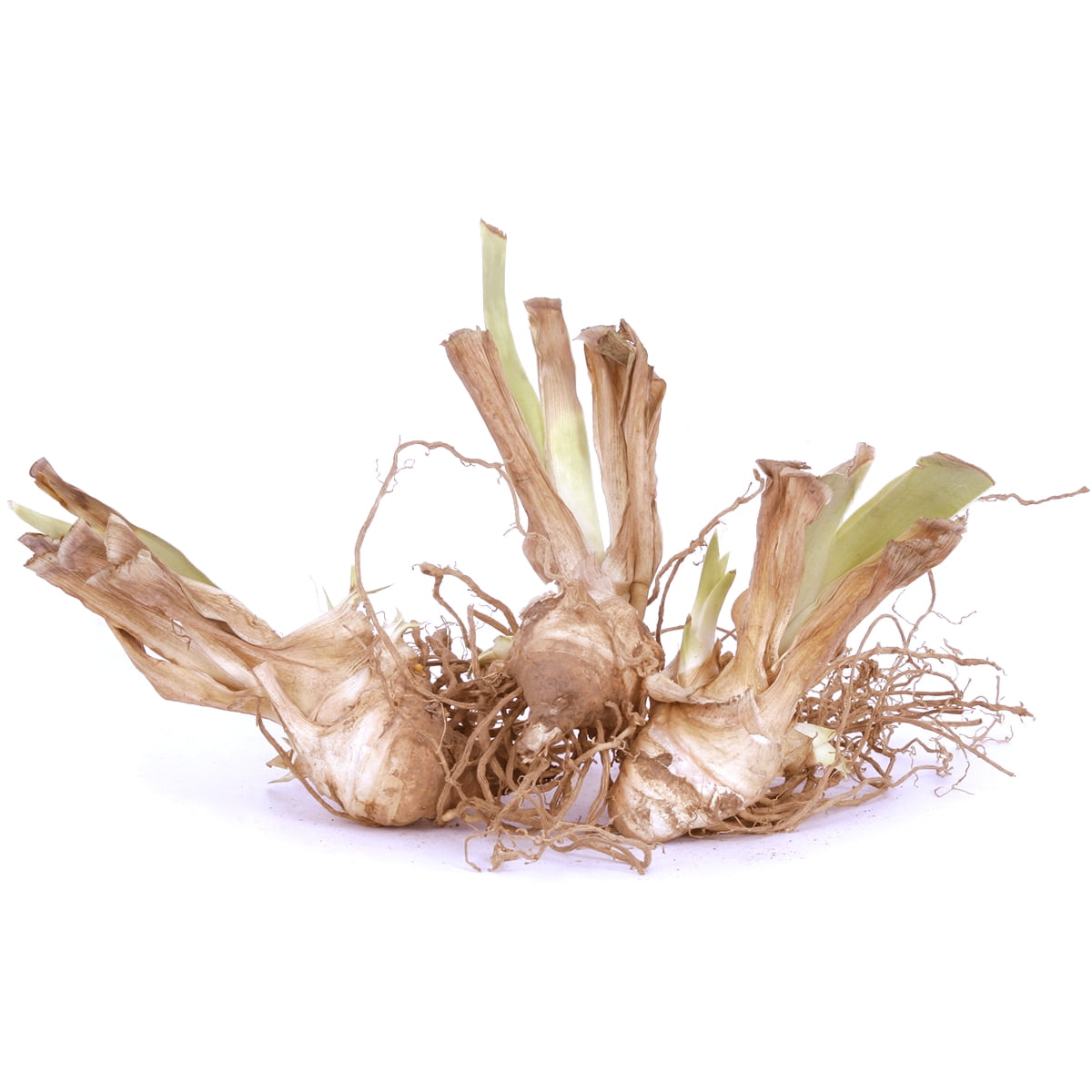 Van Zyverden Bearded Iris Cherry Blossom Song 3 Plant Roots Multicolor Full Sun Deer Resistant 2 lb