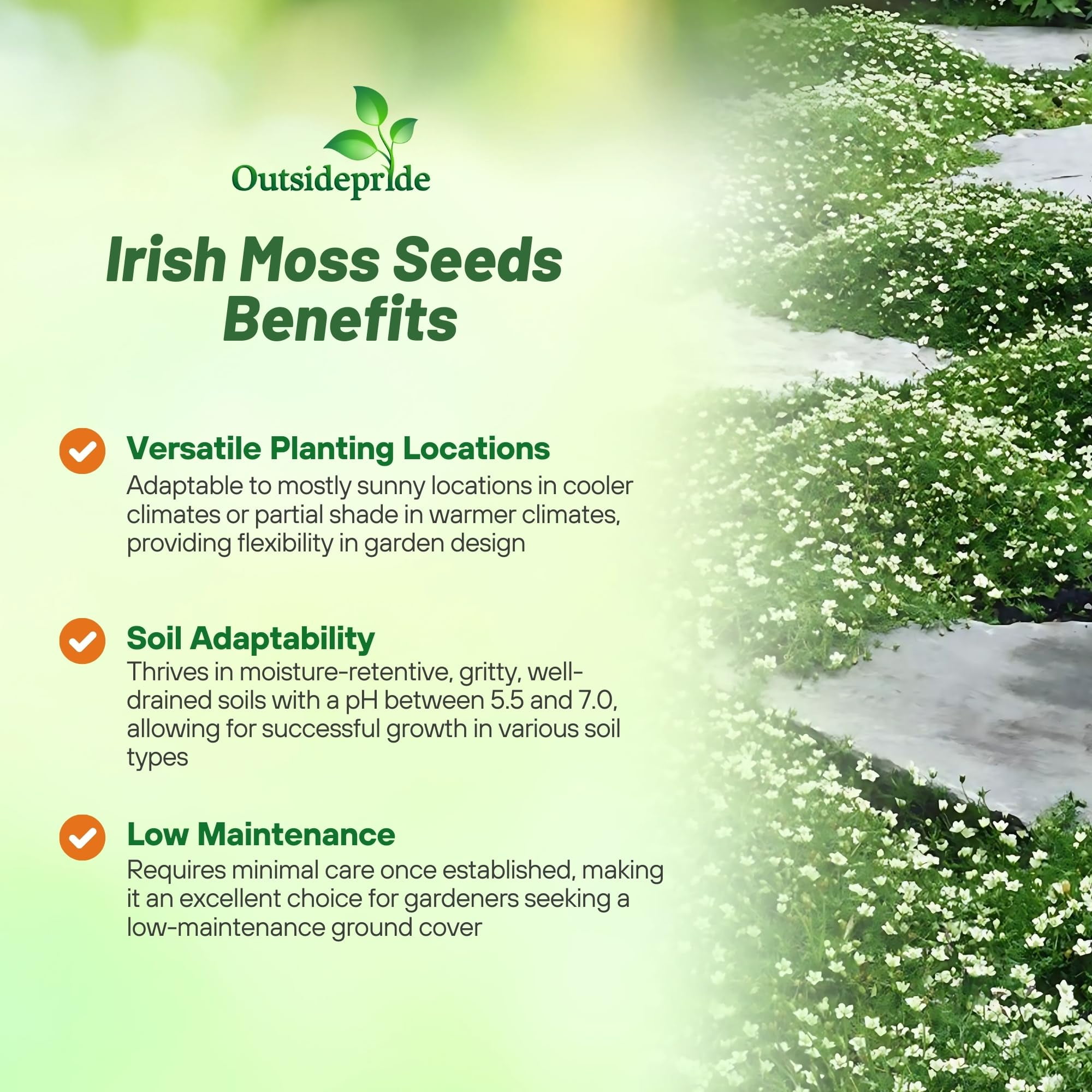 Irish Moss Ground Cover Plants & Seed - 10000 Seeds