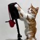 thumbnail image 5 of Methold Juguete interactivo de boxeo con ventosa para gatos, juguete activo de poliéster para gatos, diversión infinita para gatos al aire Juguetes para gatos, 5 of 6