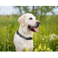thumbnail image 4 of Pets First MLB Milwaukee Brewers Dogs and Cats Collar - Heavy-Duty, Durable & Adjustable - Large, 4 of 4