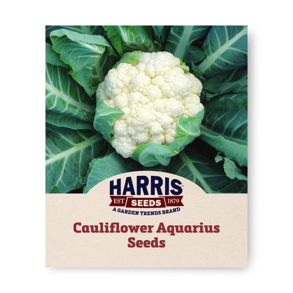 Harris Seeds - Cauliflower Aquarius F1 Seeds - 1000 Seeds