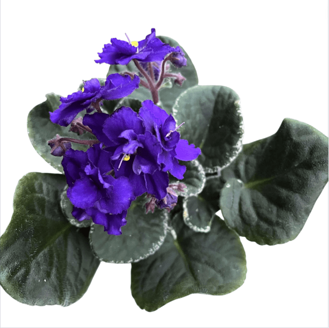 Blue Africa Violets Live Plant for Planting Indoor Outdoor, Blue Blooming Violet, Easy to Care, Houseplant Decor, Indoor Flowering Plant, 4 Inch Pot
