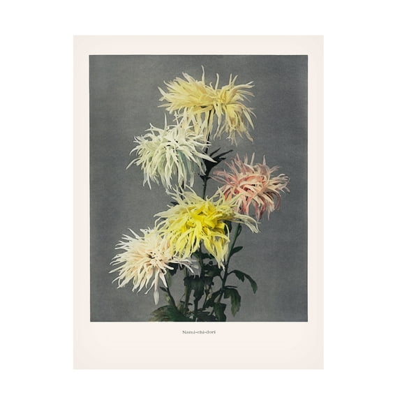 Trademark Fine Art Pictufy  Namiachiadori Canvas Wall Art