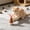 Brown, variant on Interactive Cat Toy Roller with Feathers, 360-Degree Swaying Self-Righting Tumbler with Bell for Indoor Exercise & Hunting Instinct