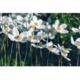 thumbnail image 2 of White Bride Anemone Bulbs for Planting - Easy to Grow Perennial Flower Bulbs - Colorful Spring Flowers (50 Bulbs), 2 of 5