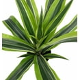 thumbnail image 2 of Gold Star Madagascar Dragon Tree - Dracaena - 4" Pot, 2 of 3