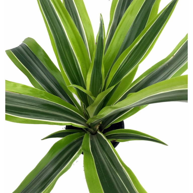 black philodendron care Philodendron Black Cardinal For Sale Including Care Guide