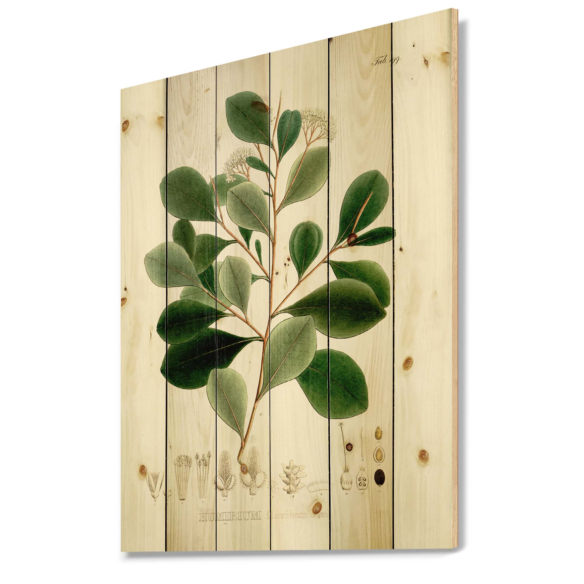 Designart 'Ancient Botanicals IV' Traditional Print on Natural Pine Wood