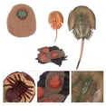 thumbnail image 2 of Miangastore Horseshoe Crab Education Model Assorted Color 1 Set 4.7x2.4in Plastic, 2 of 9