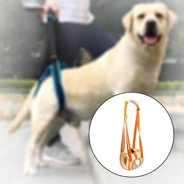 Dog harness for rear legs 2025