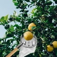thumbnail image 4 of Fruit Picker Head Basket,Metal Fruit Picker,Fruit Picking Tool with Basket,Orange Picker Pole Tool,Portable Fruits Catcher Bag for Harvest Picking Citrus Pear Lemon Mango Tree Picker(Size:16cm), 4 of 7