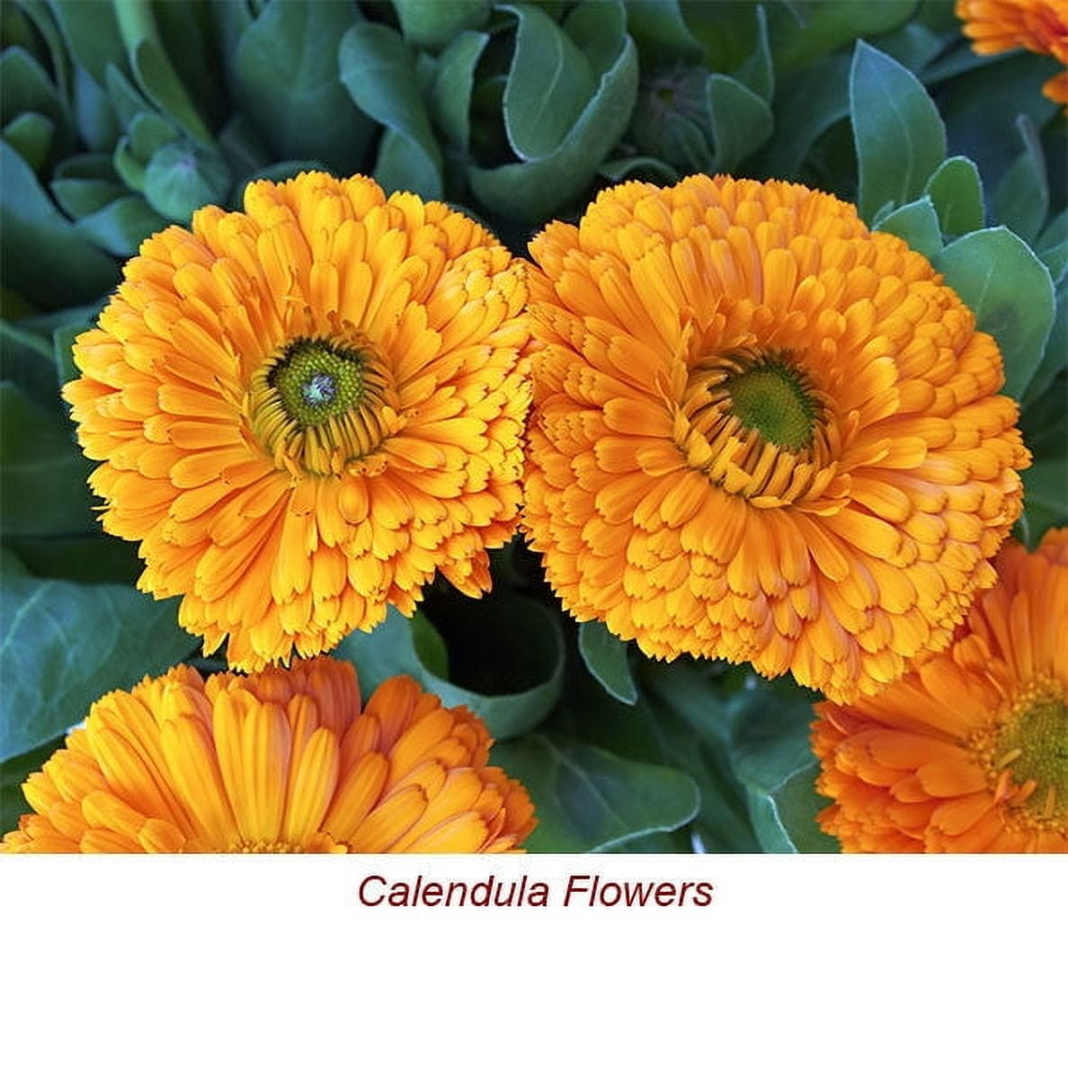 Calendula Marigold Essential Oil 5 ml (1/6 fl oz) - 100% Pure and Natural by Silky Scents