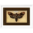 thumbnail image 2 of Art.com Death's Head Moth Art Print by Lantern Press, White Frame Wall Art, 44" x 32", 2 of 5