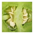 thumbnail image 2 of Chile California por kilo, 2 of 4