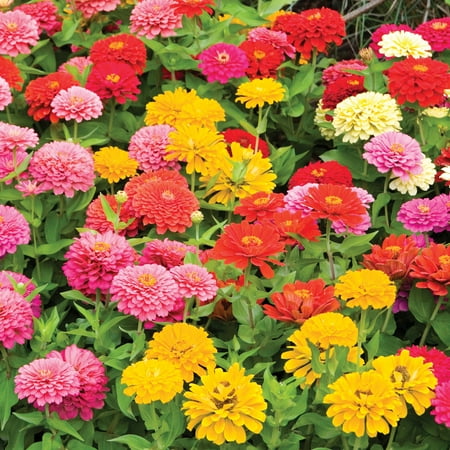 Flower Rocket Seed Disc East To Grow Zinnia Mix Rolled Seed Mat