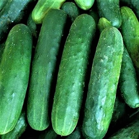 Poinsett 76 Cucumber Seeds - 200 Count Seed Pack - Fruits are Dark Green, White-spined and Straight, Making Them Ideal slicers. - Country Creek LLC