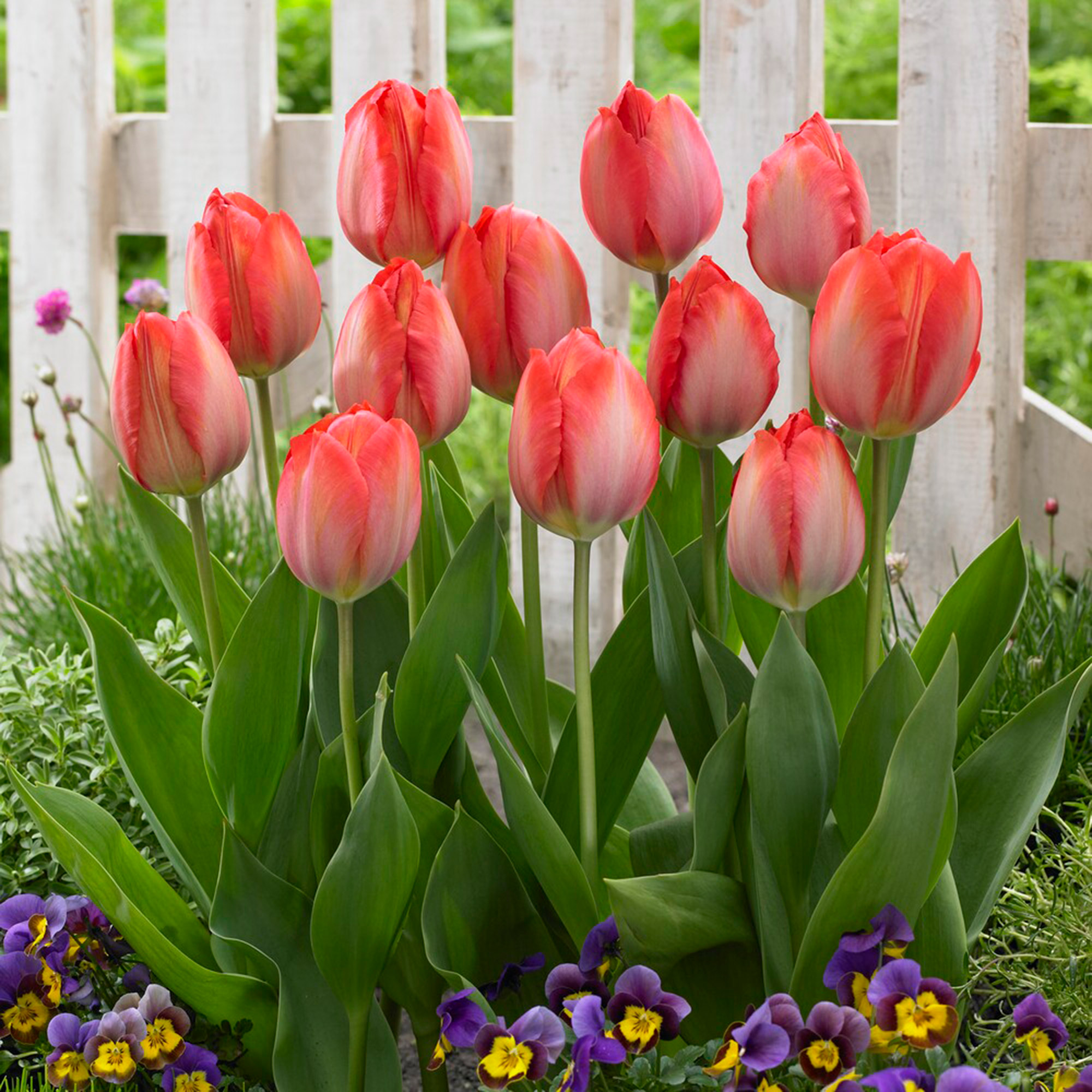 Garden State Bulb Darwin Hybrid Orange Van Eijk Tulip Flower Bulbs, 12/+ cm (Bag of 25)