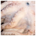 thumbnail image 4 of Pulpo Fresco Mariscos Selectos Marsel por Kg, Charola 900-1000 g, 4 of 6