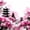Japanese 03, variant on Manfei Anime Geisha Queen Comforter Set for Teens, Sakura Kimono Bedding Comforter Set, Pink Red, Pink Reversible 3pcs, 1 Comforter and 2 Pillowcases