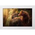 thumbnail image 1 of Saavedra Ruiz, Sergio 24x16 White Modern Wood Framed Museum Art Print Titled - Brown bear during sunset, 1 of 4