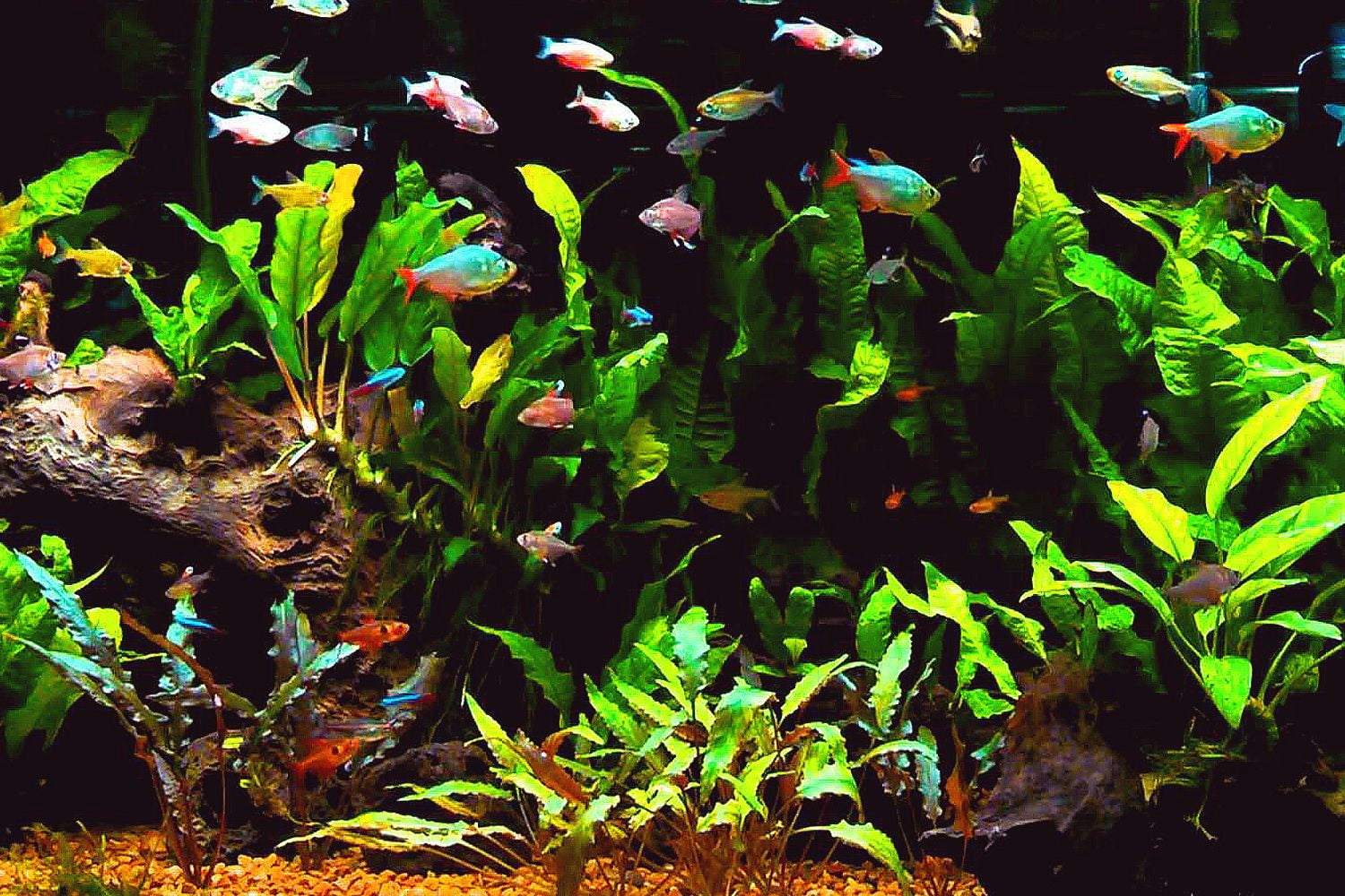 40% Protein 3mm Sinking Pellets for Axolotl, Shrimp, Snails, Crabs, Catfish, Plecos for All Tropical Fish. Pellets by Zeigler…5-lb Lg Jar