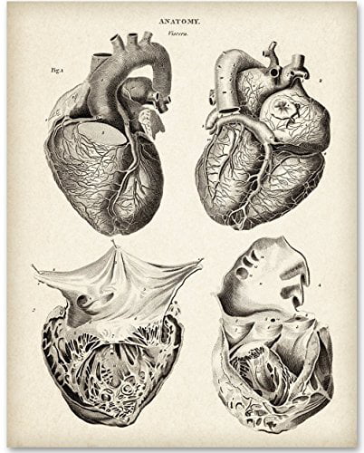 anatomy prints Human Heart paper Lantern No.260 nurses gifts medical gifts 