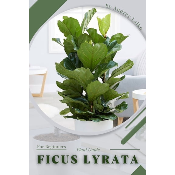 Ficus Lyrata: Plant Guide