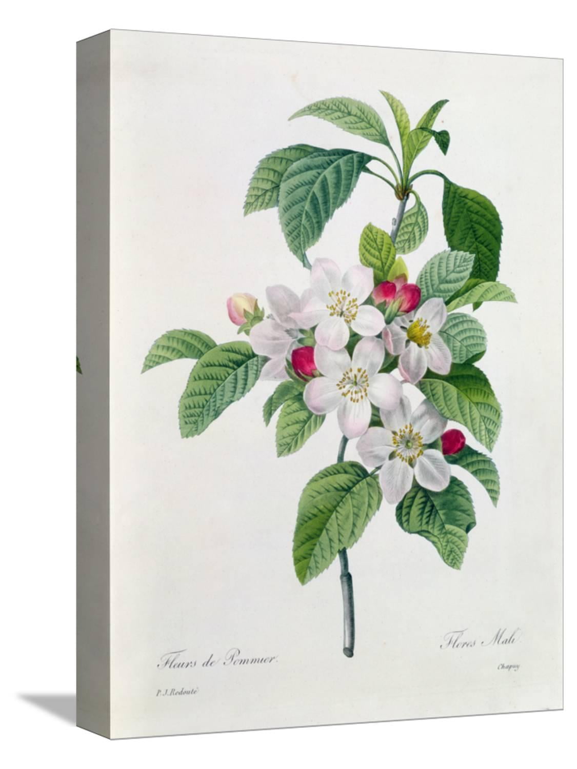 Woven Paths Apple Blossom, from 'Les Choix Des Plus Belles Fleurs', Unframed Canvas Print Wall Art By Pierre-Joseph Redout, Size 24 x 36