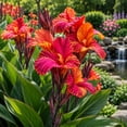 thumbnail image 3 of Canna, Low Maintenance - Ideal for Beds Borders, Plant Pots & Planters, 3 of 6