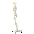 Anatomical Model Stan The Standard Skeleton Walmart