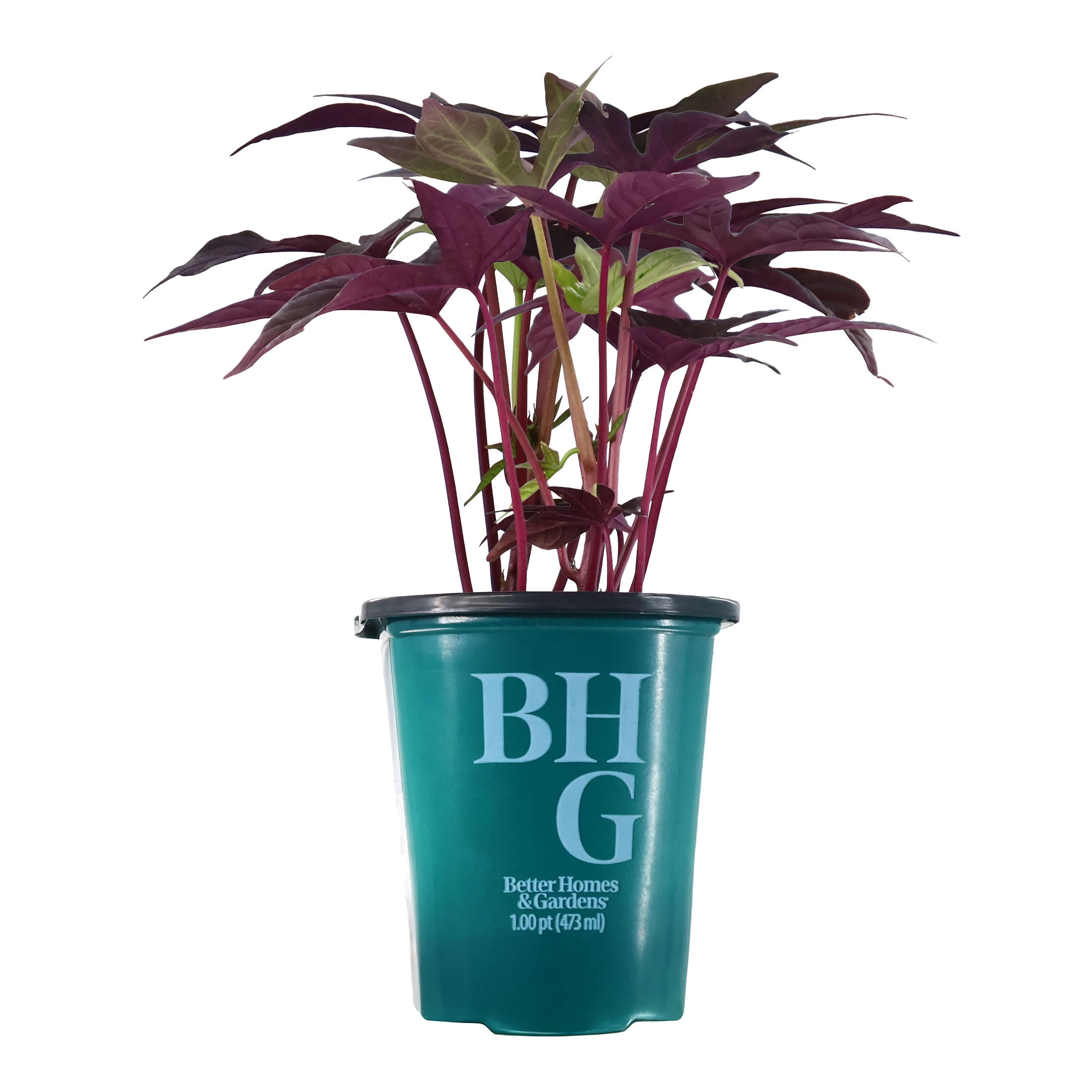 Island Blooms Live Outdoor Alocasia Plant in 1.5 Pint Pot – 15