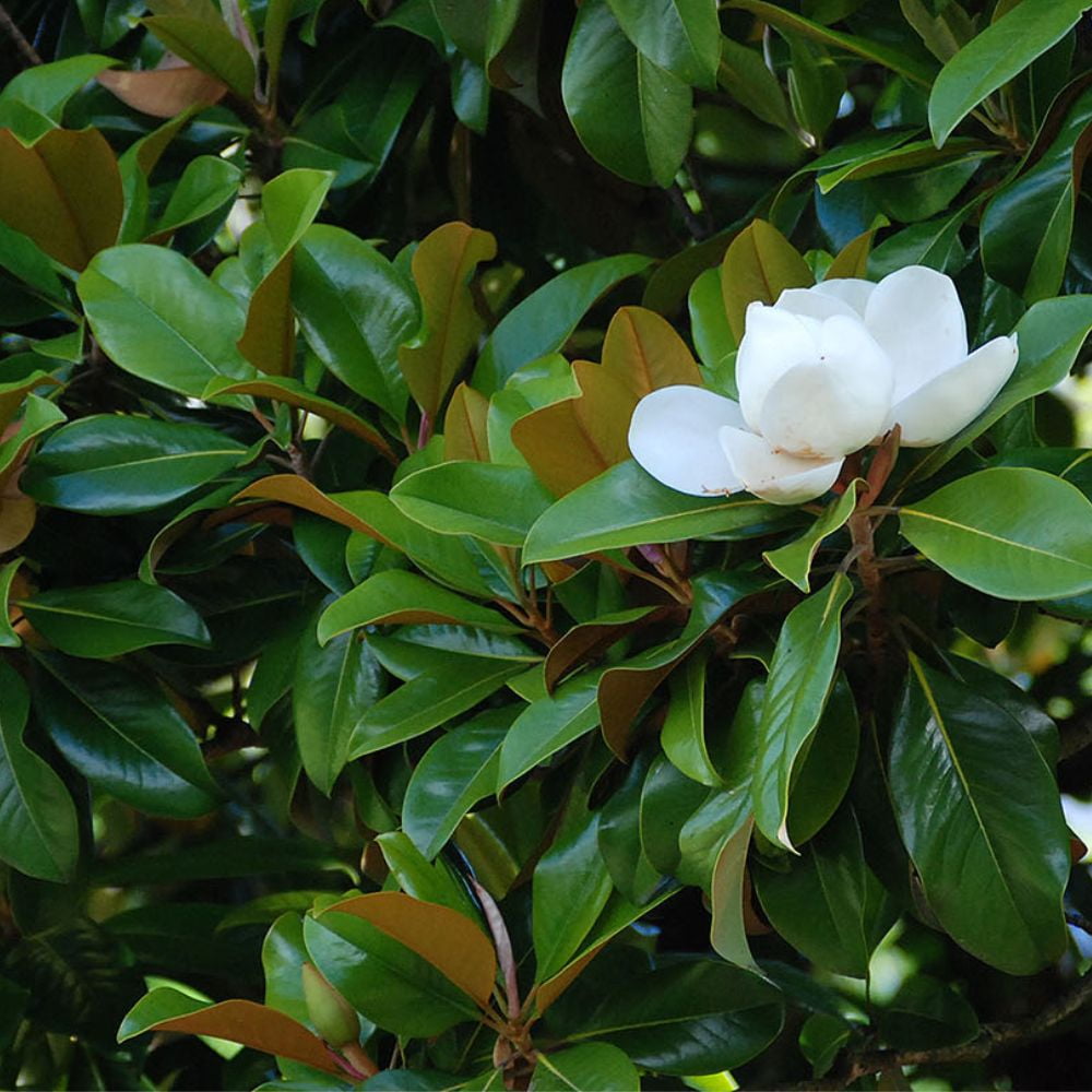 Expert Gardener 2-3 ft. tall Kay Paris Southern Magnolia Live Tree