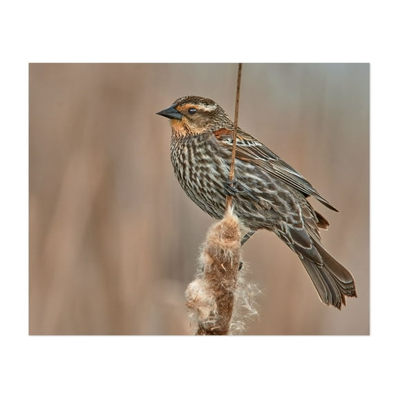 Femaile Red-winged Blackbird - Photography Bird Wildlife Nature Animal Scenic Woodland Unframed Wall Art Print 6 x 8 inches