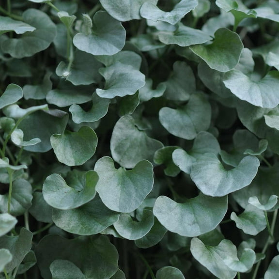 Silver Falls Dichondra House  Seeds - 100 Seeds - Annual Ornamental Decorative  Seed - Dichondra argentea