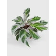 thumbnail image 5 of Calathea White Fusion - Live Air-Purifying Indoor Plant in Nursery Pot – Easy Care, Low Maintenance Houseplant for Home & Office Decor, Natural Air Cleaner, Best for Beginners (2"Pot), 5 of 9