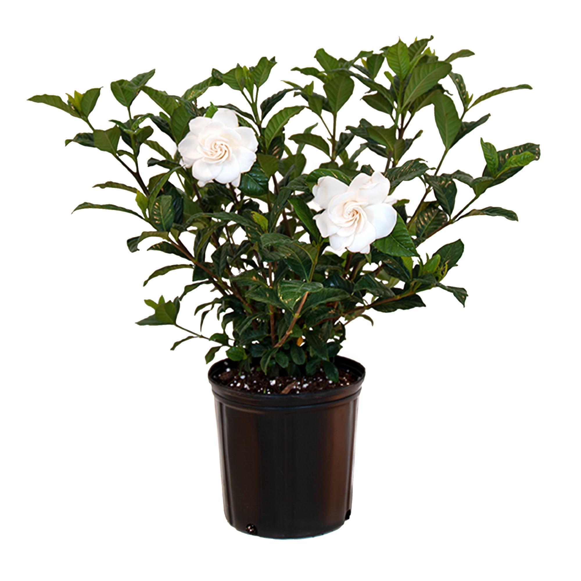 Aimee Gardenia Bush Live Plant 10-14 inches Tall in 10-inch Grower Pot by United Nursery