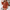 Brick Red, variant on Womens V Neck Beach Romper Ruffle Layered Drawstring Waist Shorts Jumpsuit
